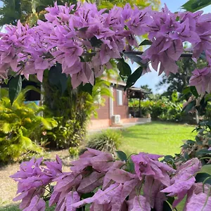Eden Creole , Trois-Rivières Guadeloupe